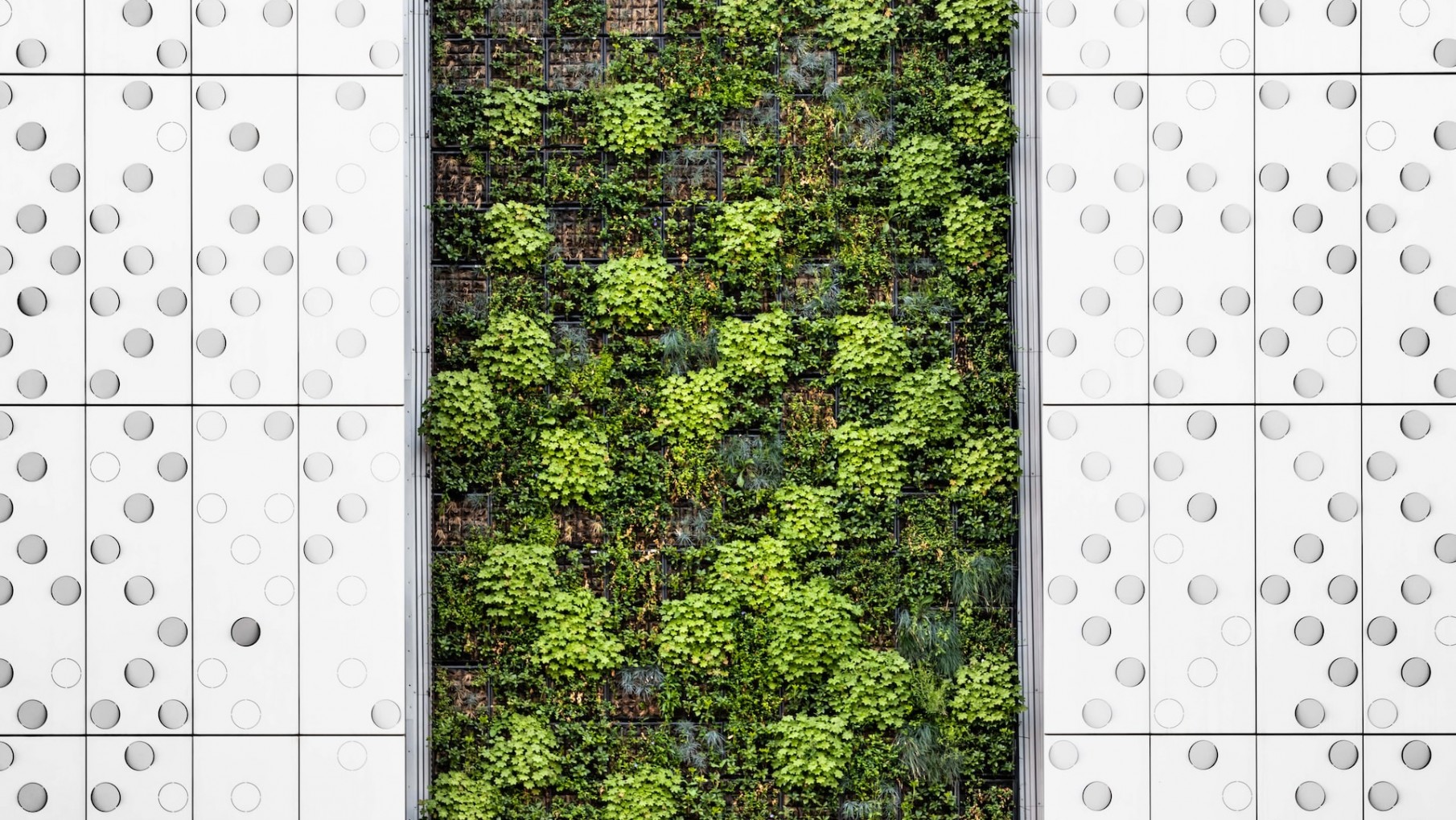 Jardines verticales, la respuesta ecológica y científicamente comprabada para eliminar contaminantes y tóxicos en oficinas